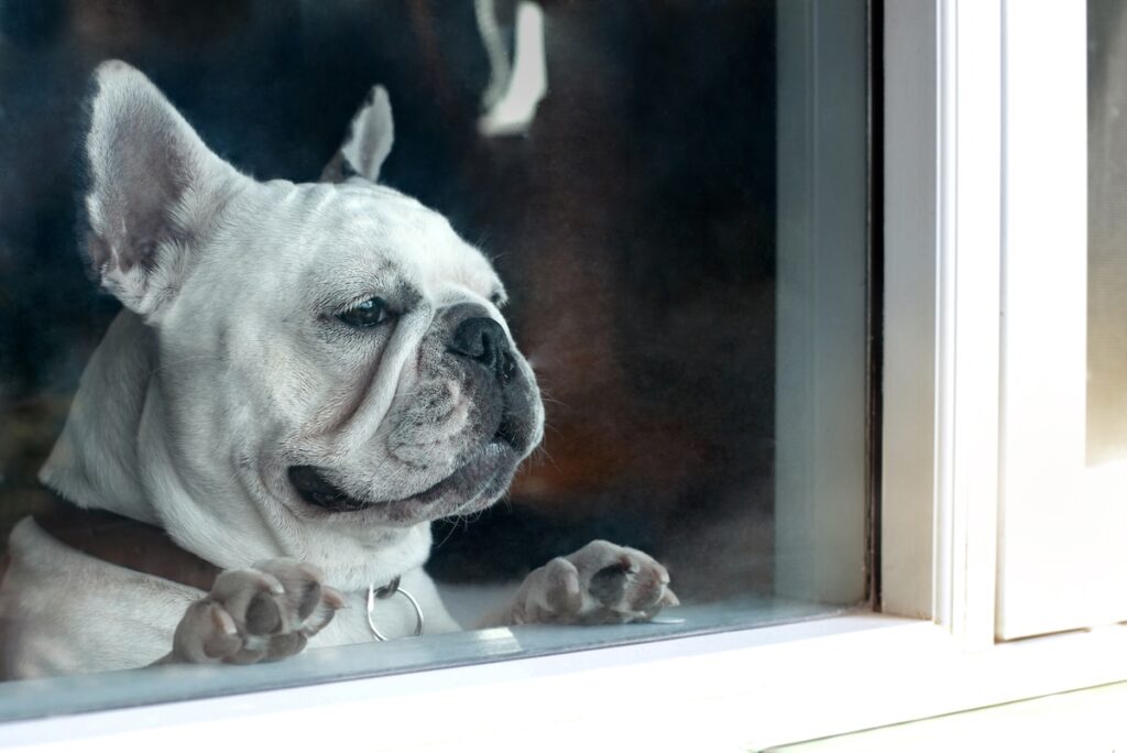 Portrait of bulldog looking out the window, waiting for the owner to come home