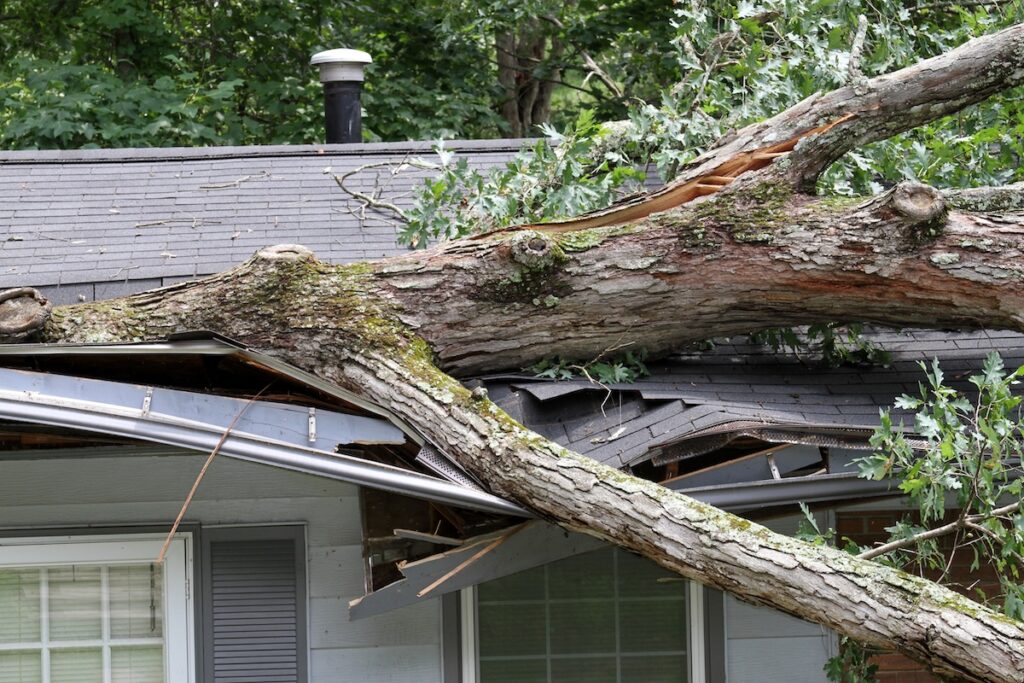 A large oak tree tossed by the winds of a summer storm falls onto and cuts through half of a house roof